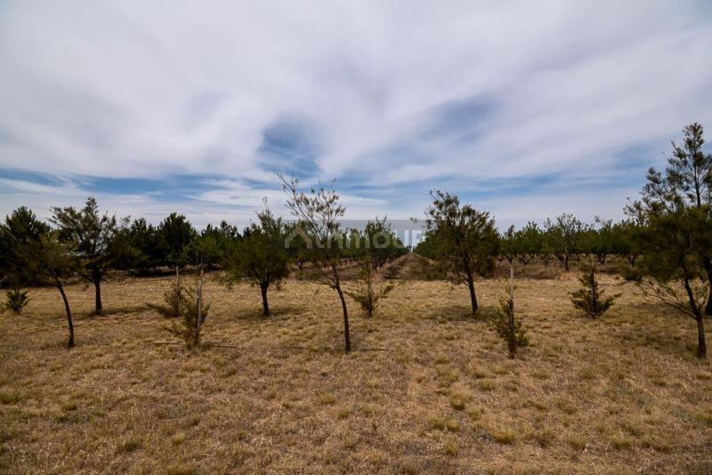 Campo en Venta en Bahia Blanca, Buenos Aires Interior