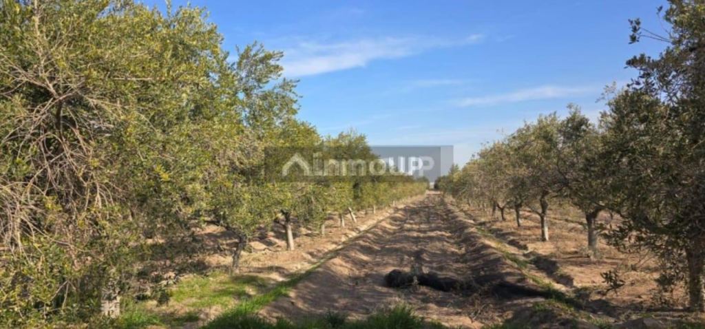 Finca en Venta en Las Heras, Mendoza