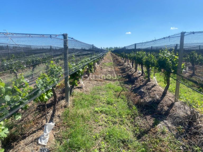 Finca en Venta en Las Heras, Mendoza