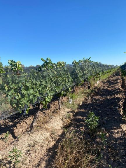 Finca en Venta en Las Heras, Mendoza