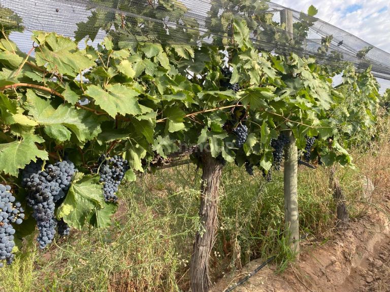 Finca en Venta en Las Heras, Mendoza