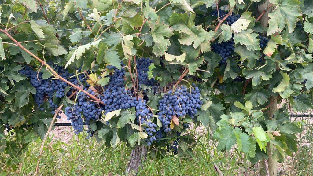 Finca en Venta en Las Heras, Mendoza