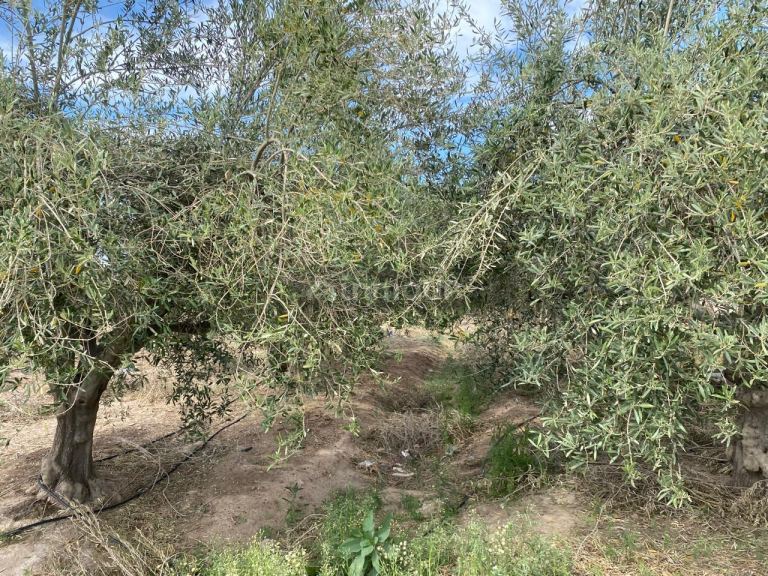 Finca en Venta en Las Heras, Mendoza