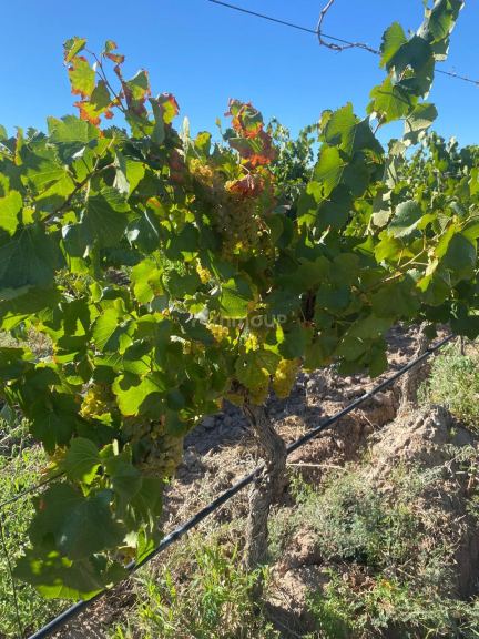 Finca en Venta en Las Heras, Mendoza