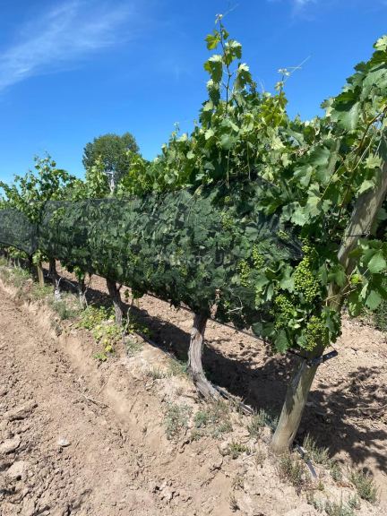 Finca en Venta en Las Heras, Mendoza