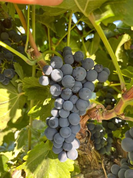 Finca en Venta en Las Heras, Mendoza