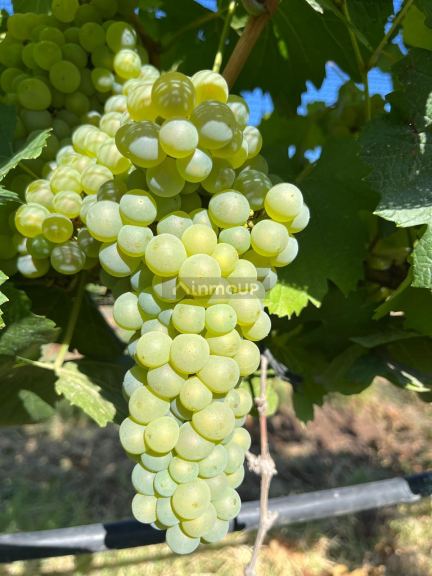 Finca en Venta en Las Heras, Mendoza
