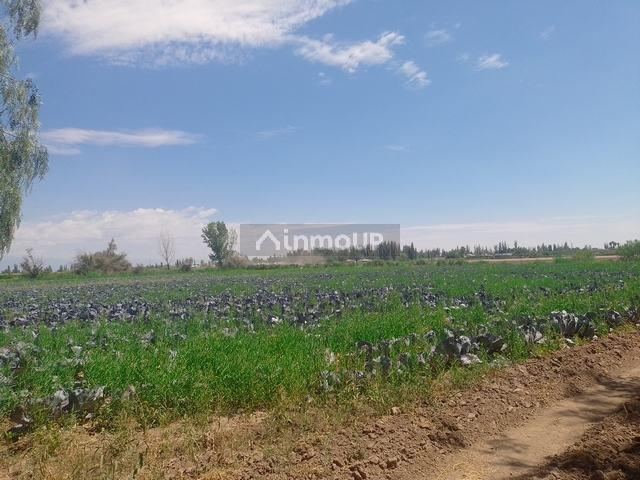 Finca en Venta en Maipu, Mendoza
