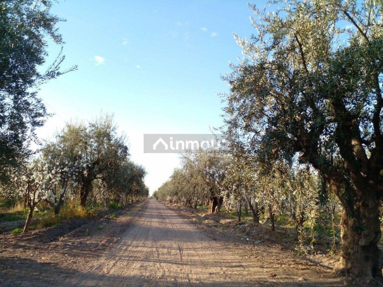 Campo en Venta en Maipu, Mendoza