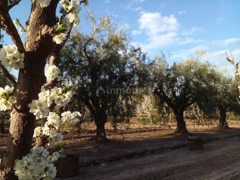 Campo en Venta en Maipu, Mendoza