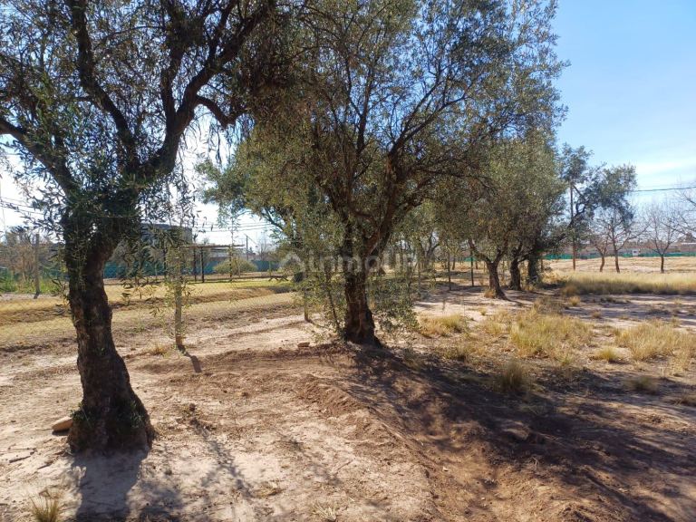 Lote en Venta en Lujan de Cuyo, Mendoza