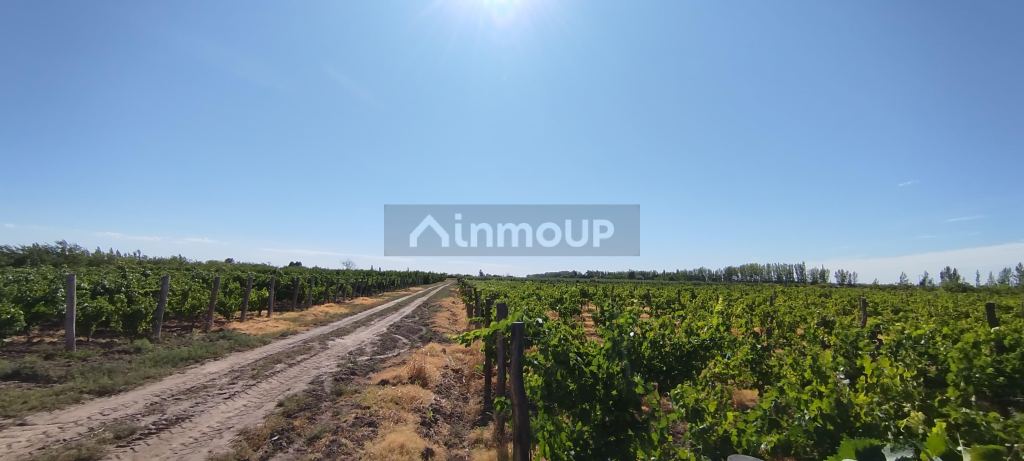Finca en Venta en General alvear, Mendoza
