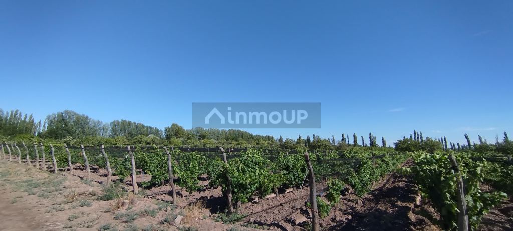 Finca en Venta en General alvear, Mendoza