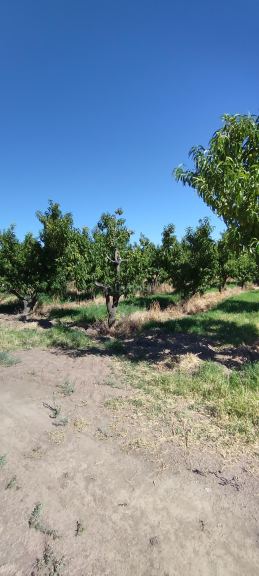 Finca en Venta en General alvear, Mendoza