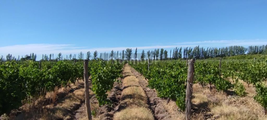 Finca en Venta en General alvear, Mendoza