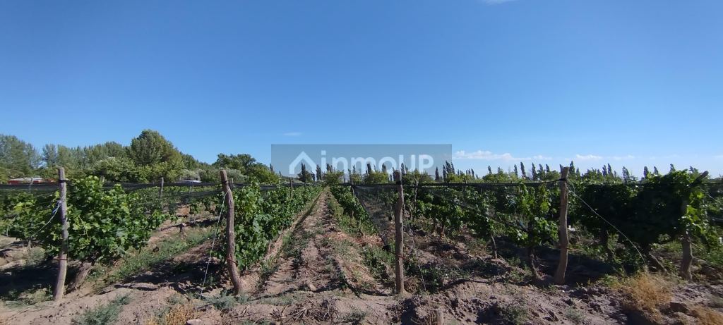 Finca en Venta en General alvear, Mendoza