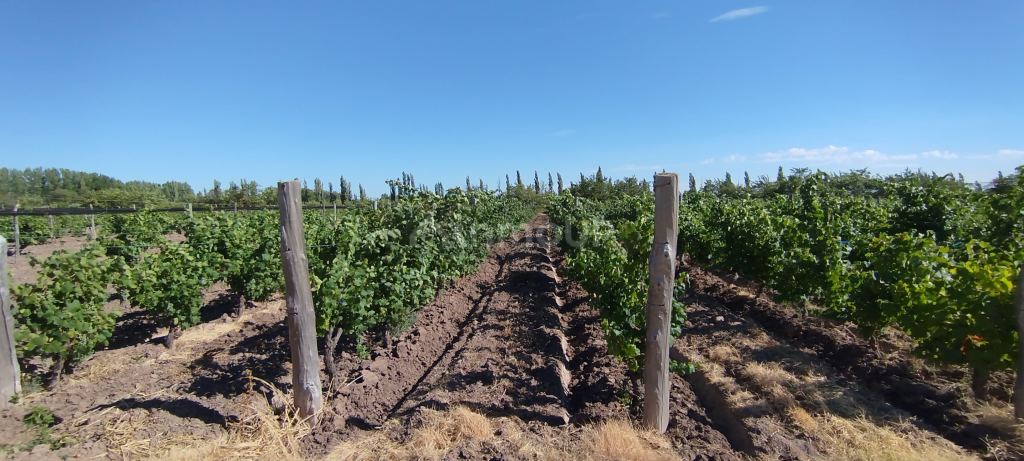 Finca en Venta en General alvear, Mendoza