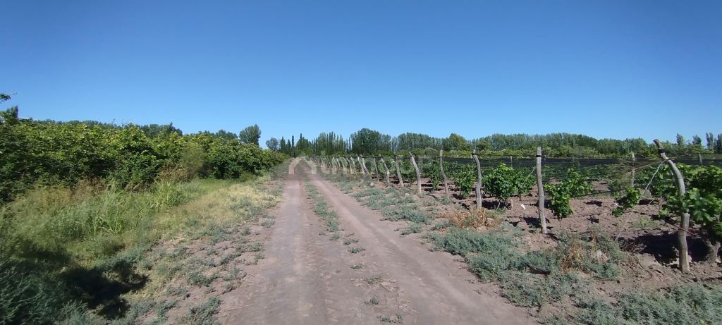 Finca en Venta en General alvear, Mendoza