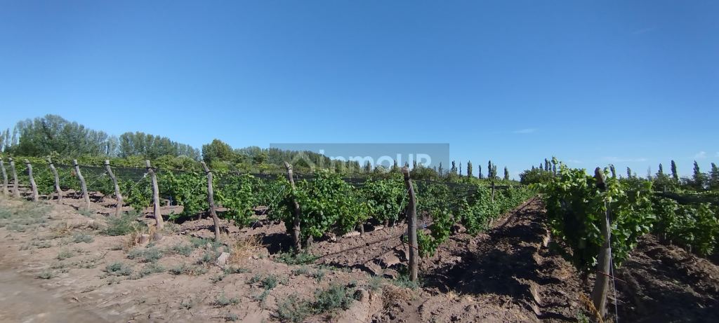 Finca en Venta en General alvear, Mendoza