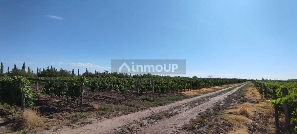 Finca en Venta en General alvear, Mendoza