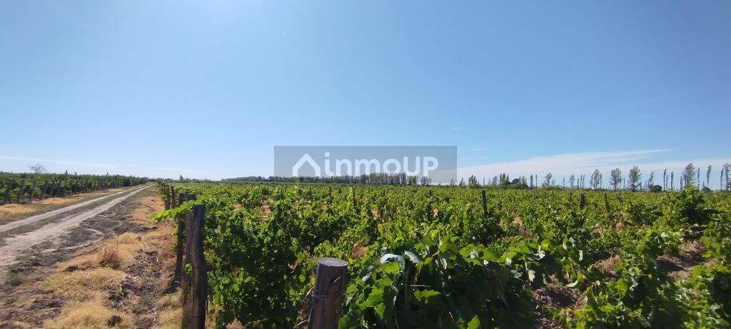 Finca en Venta en General alvear, Mendoza