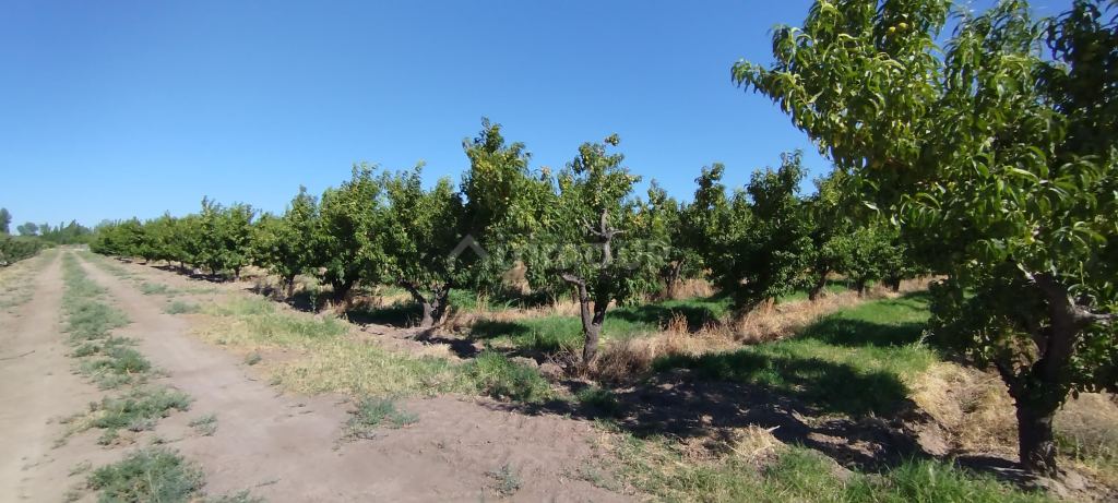 Finca en Venta en General alvear, Mendoza