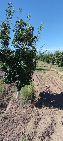 Finca en Venta en General alvear, Mendoza