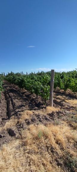 Finca en Venta en General alvear, Mendoza