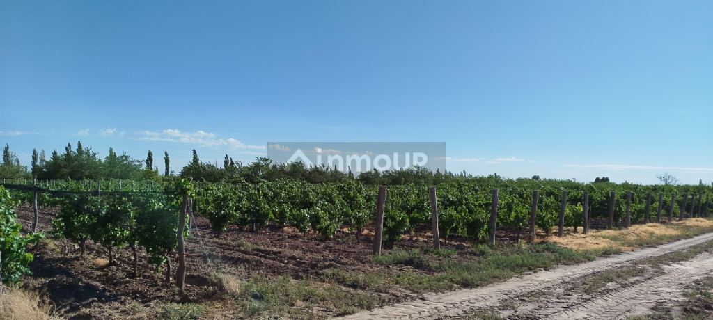 Finca en Venta en General alvear, Mendoza