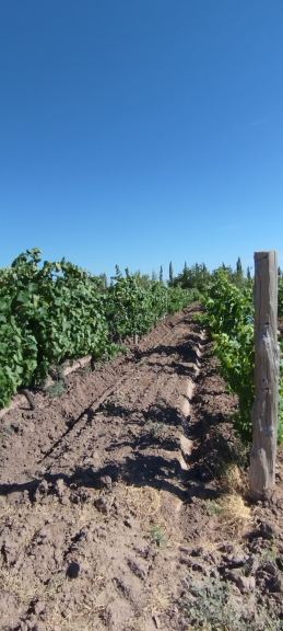 Finca en Venta en General alvear, Mendoza