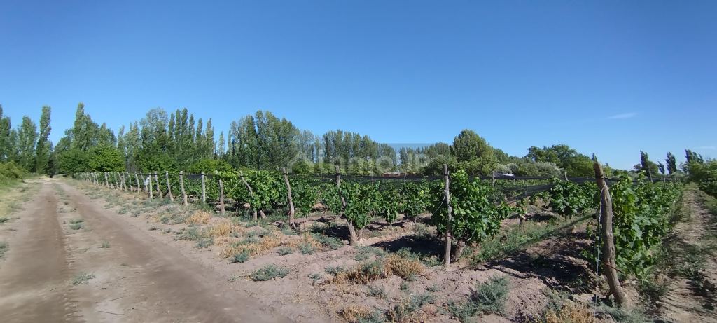 Finca en Venta en General alvear, Mendoza