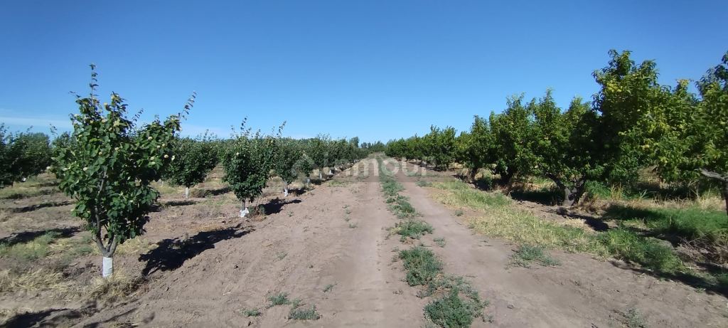 Finca en Venta en General alvear, Mendoza