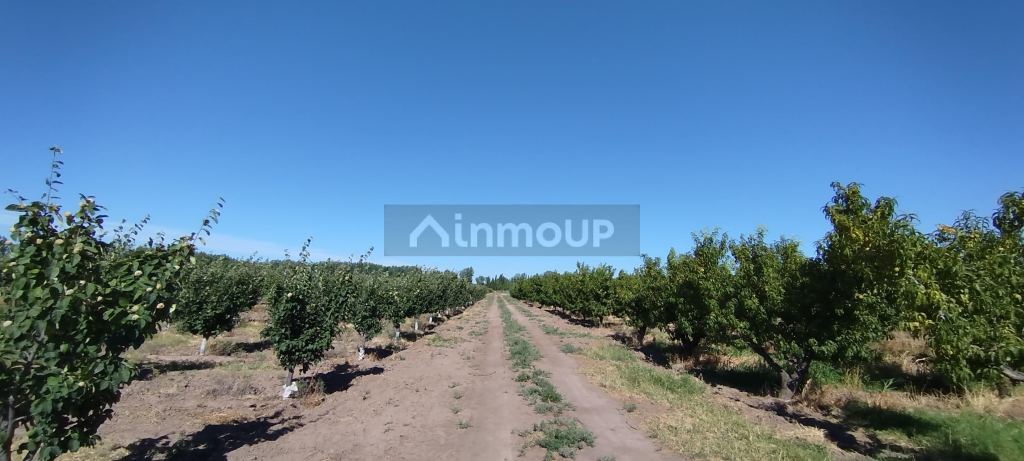 Finca en Venta en General alvear, Mendoza