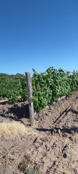 Finca en Venta en General alvear, Mendoza