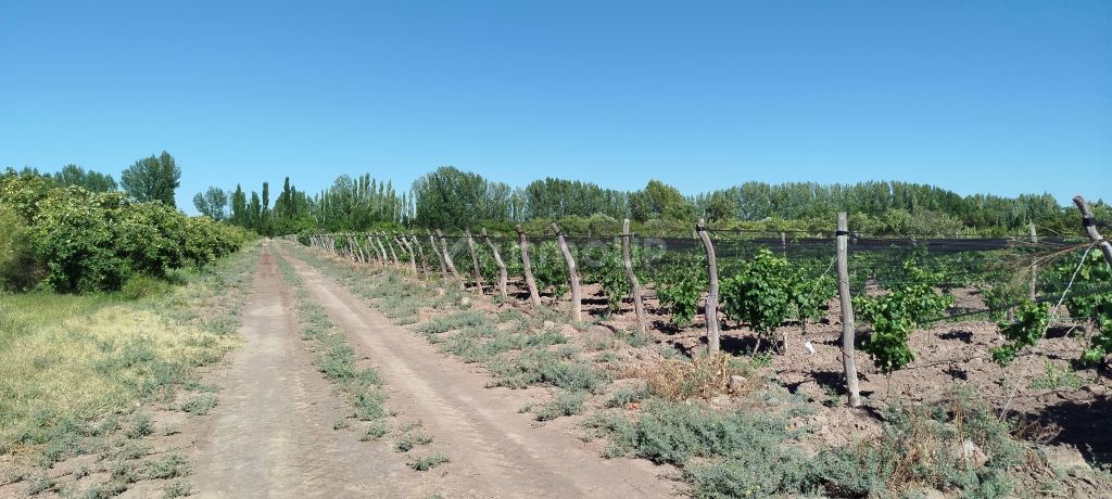 Finca en Venta en General alvear, Mendoza