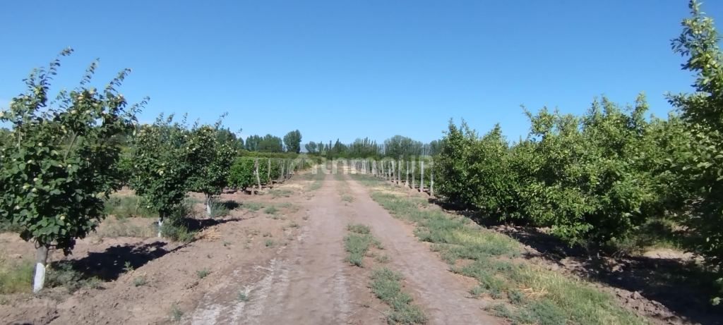 Finca en Venta en General alvear, Mendoza