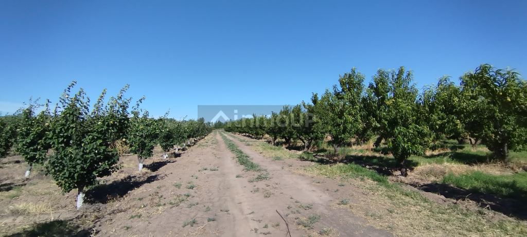 Finca en Venta en General alvear, Mendoza