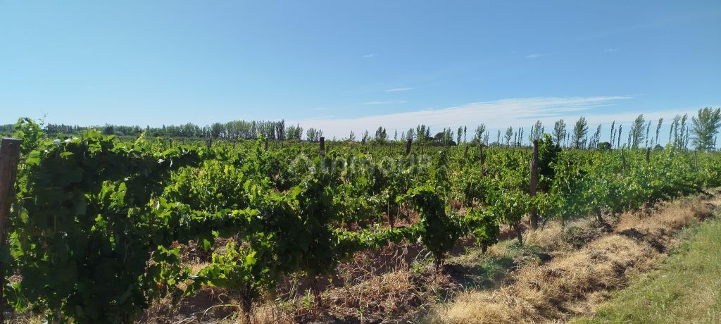 Finca en Venta en General alvear, Mendoza