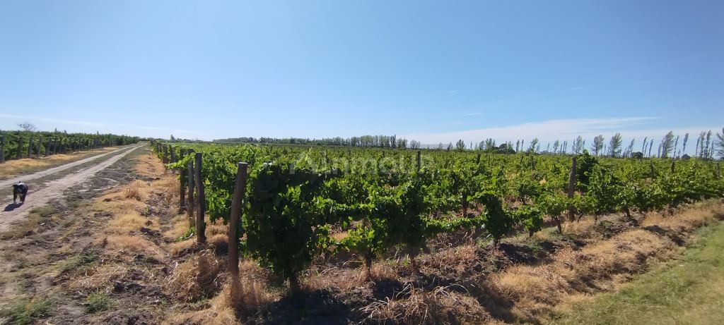 Finca en Venta en General alvear, Mendoza