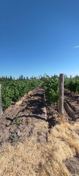 Finca en Venta en General alvear, Mendoza