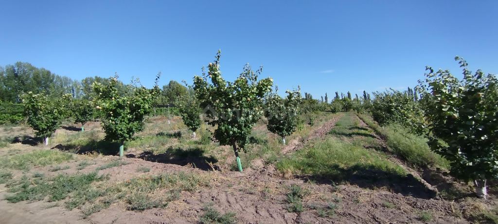 Finca en Venta en General alvear, Mendoza
