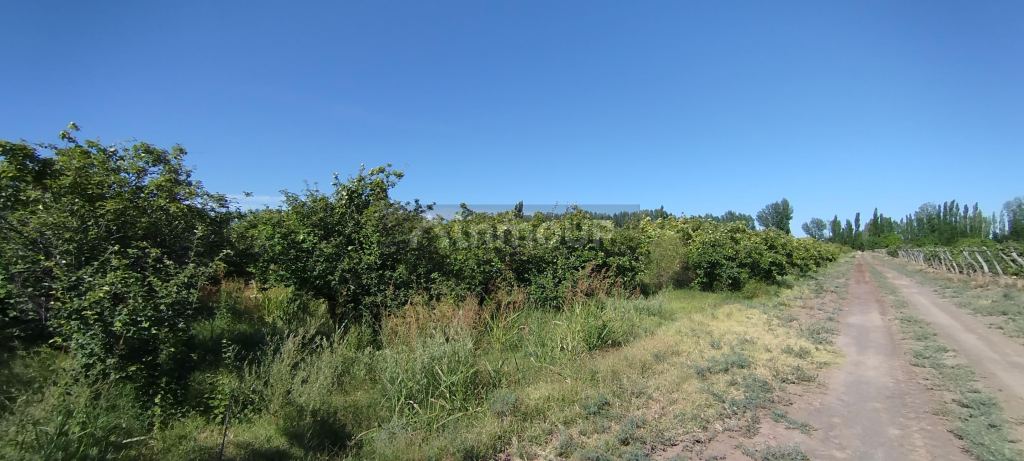 Finca en Venta en General alvear, Mendoza