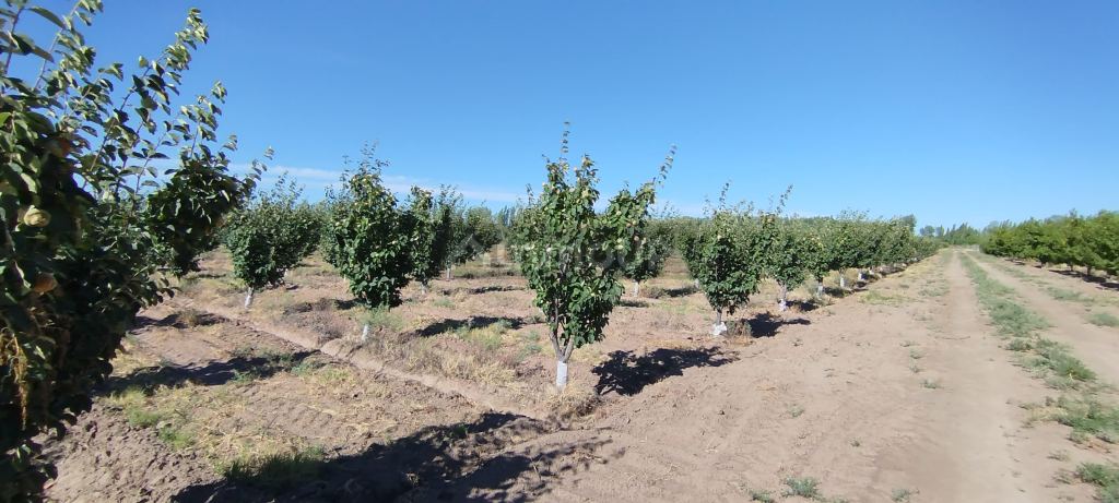 Finca en Venta en General alvear, Mendoza