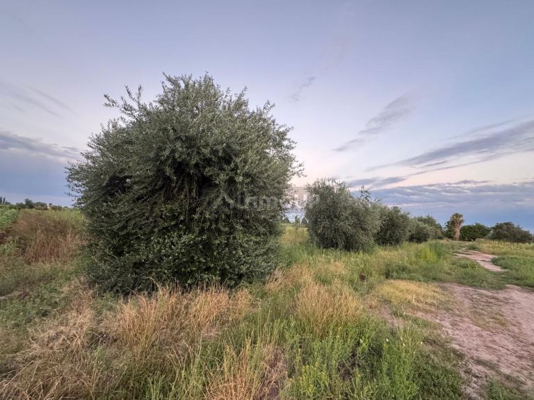 Finca en Venta en Maipu, Mendoza