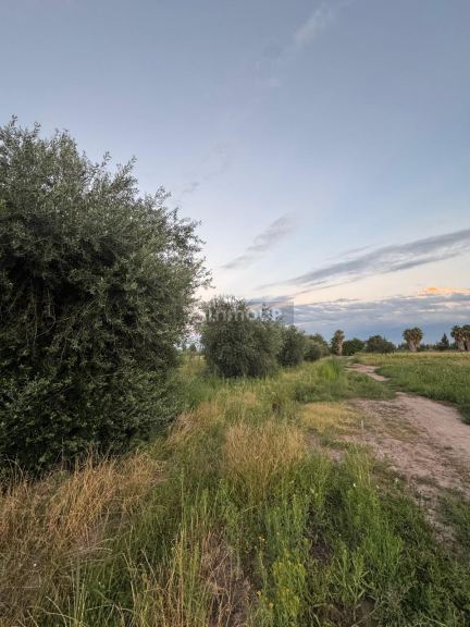 Finca en Venta en Maipu, Mendoza