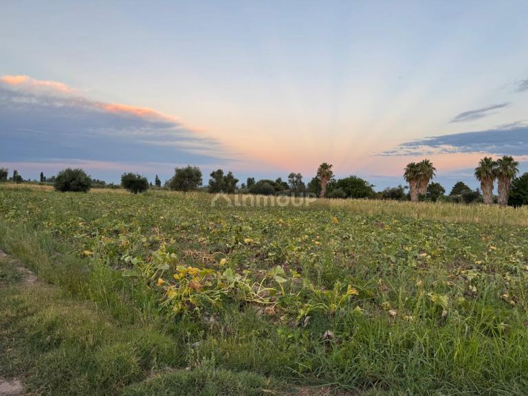 Finca en Venta en Maipu, Mendoza