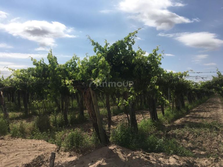 Finca en Venta en Santa Rosa, Mendoza