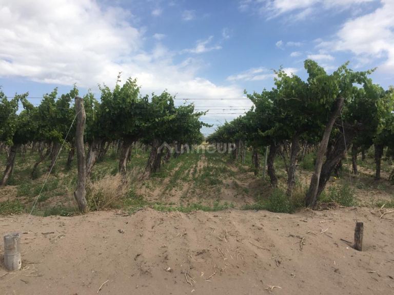 Finca en Venta en Santa Rosa, Mendoza