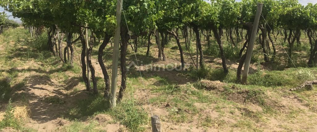 Finca en Venta en Santa Rosa, Mendoza