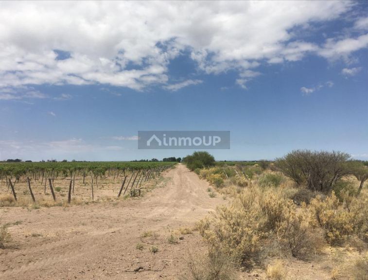 Finca en Venta en Santa Rosa, Mendoza